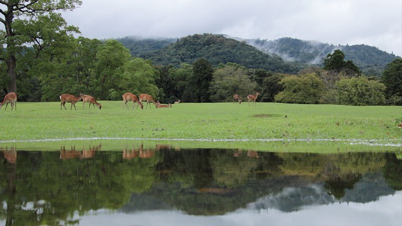 Osaka Private Tour - Deers wnder at the skirts of Mt. Wakakusayama.