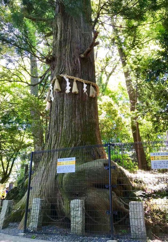 Tokyo Private Tour - Takosugi - Octopus-shaped Japanese Cedar