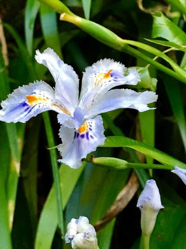 Tokyo Private Tour - "shaga" a kind of iris in May