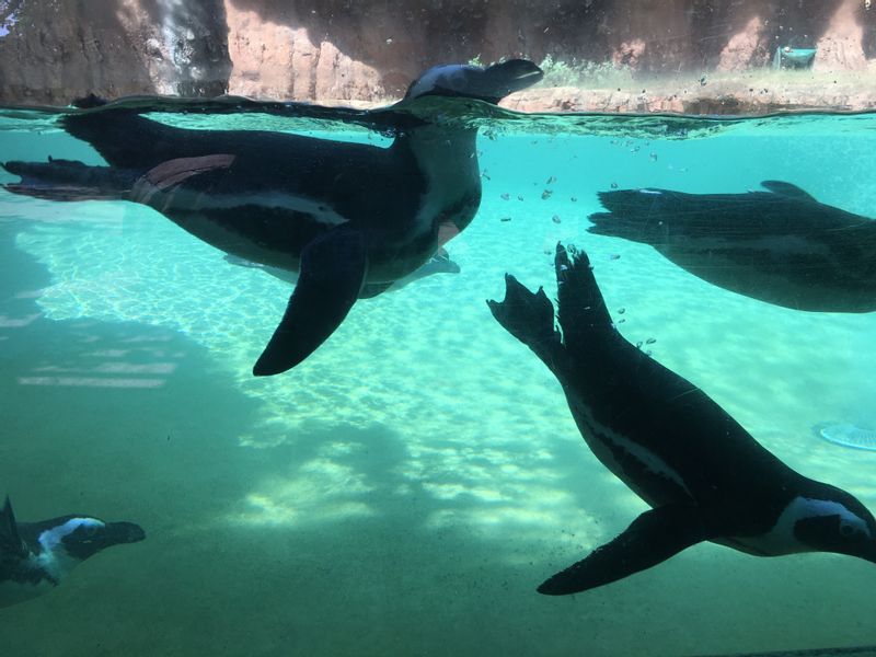 Local Guided Tour of Honolulu Zoo Honolulu GoWithGuide