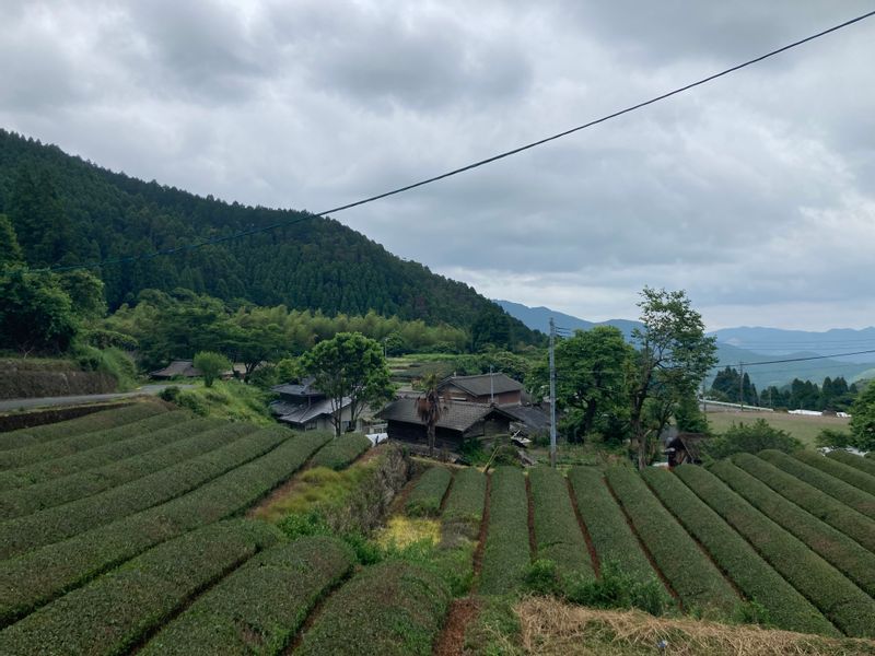 Kumamoto Private Tour - Tea plantation in Yamaga