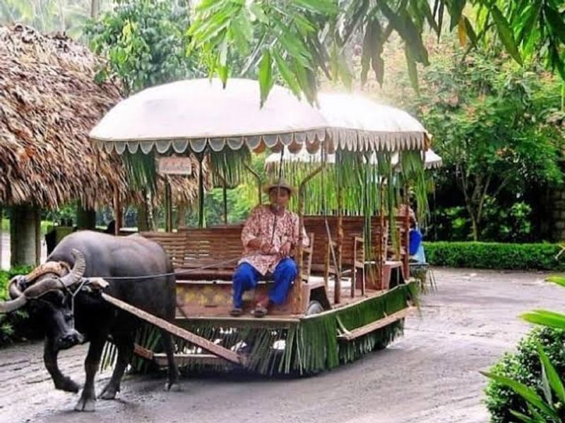 Manila Private Tour - The carabao cart ride experince 