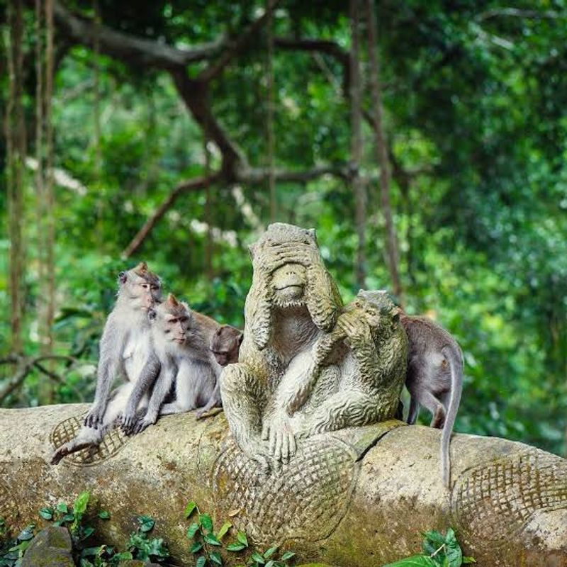 Bali Private Tour - Monkeys in monkey forest