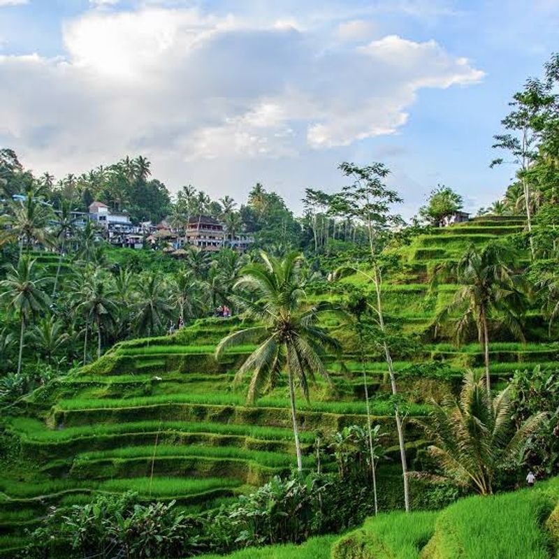 Bali Private Tour - Tegalalang Rice Terrace