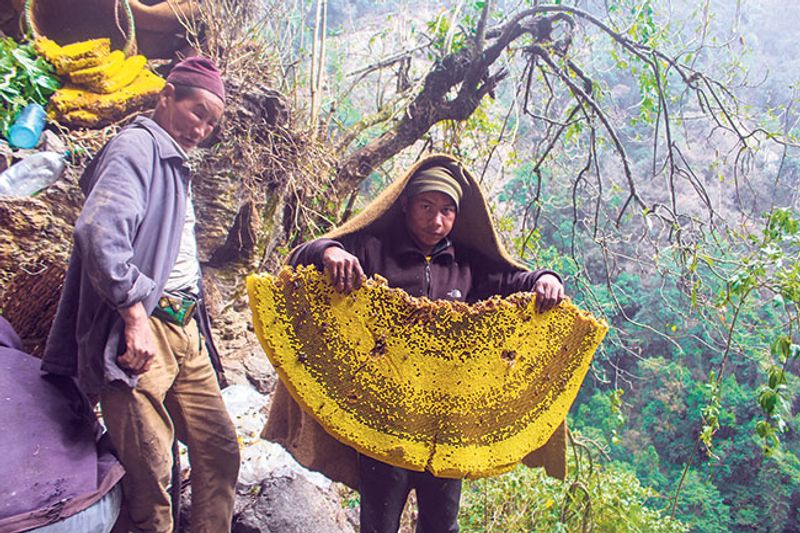 Kathmandu Private Tour - Honey hunting adventure in Lamjung, Nepal 