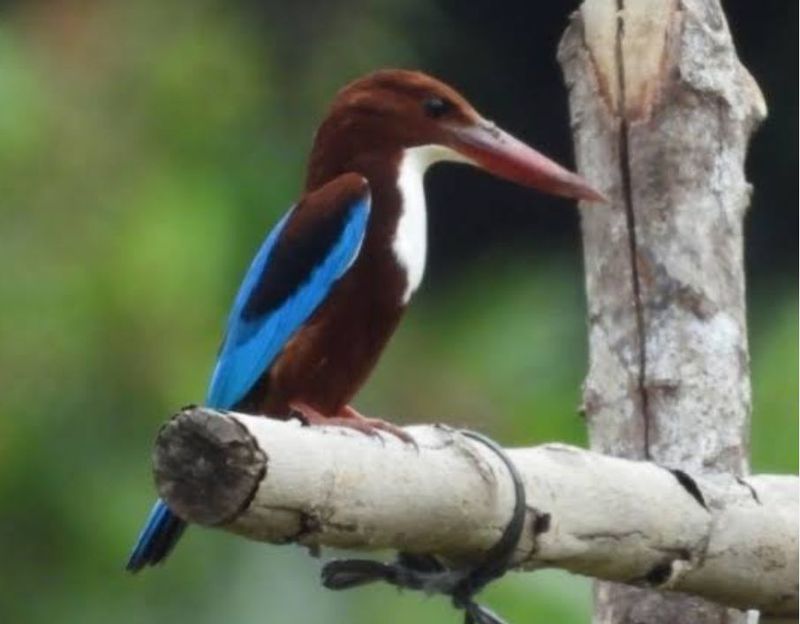 East Kalimantan Private Tour - King fisher Bird 