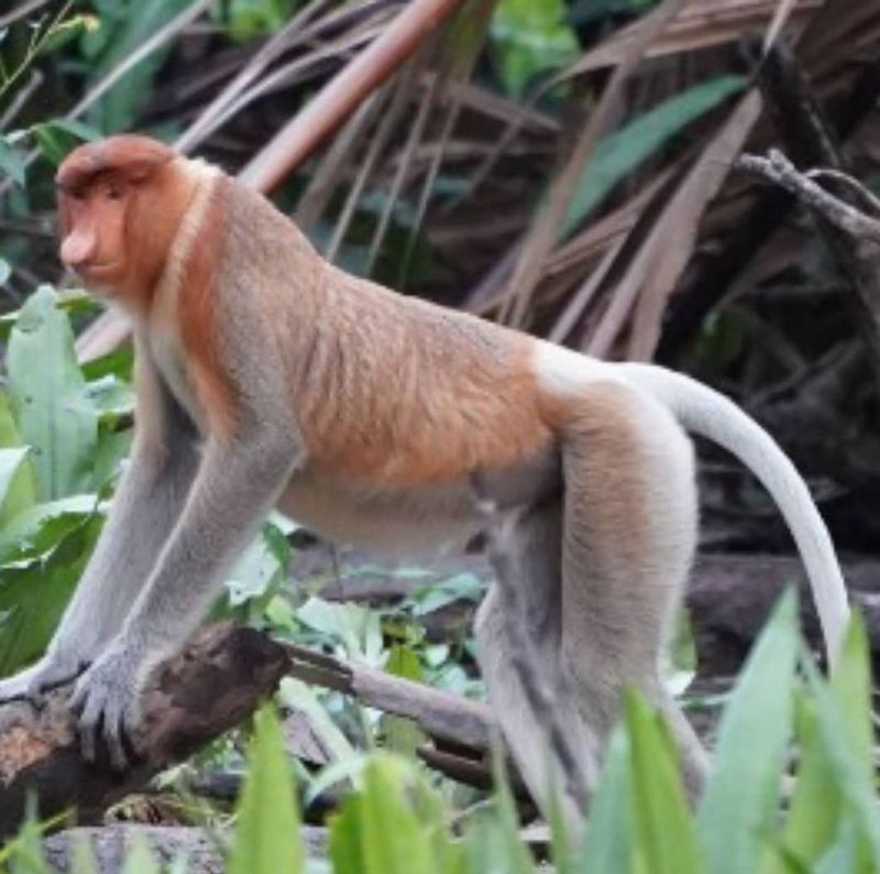 East Kalimantan Private Tour - Longnose monkey 