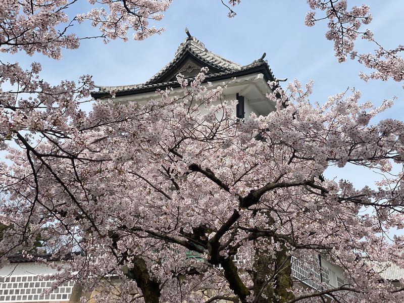 Kanazawa Private Tour - Cherry blossoms in Kanazawa April 2024