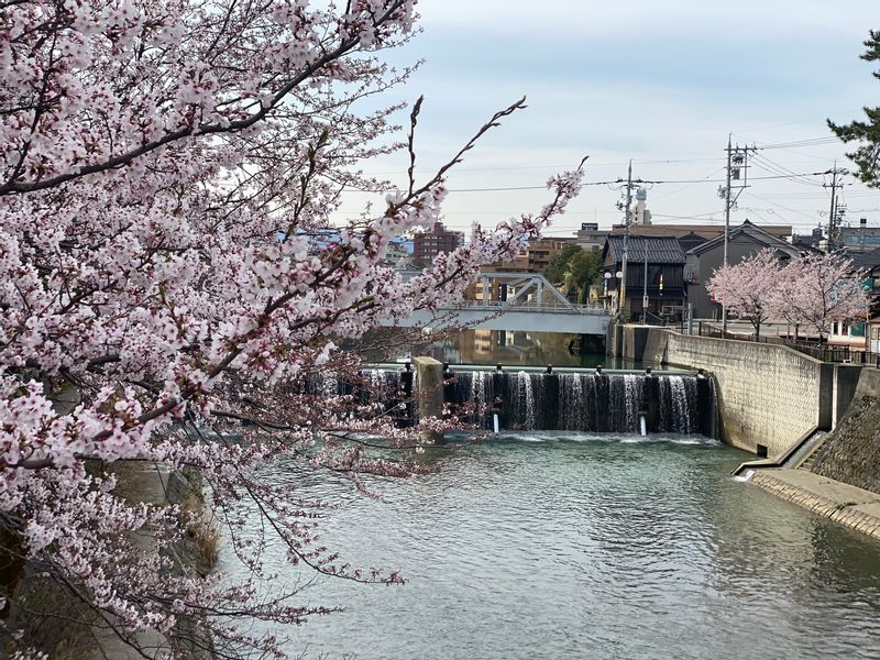 Kanazawa Private Tour - Cherry blossoms in Kanazawa April 2024