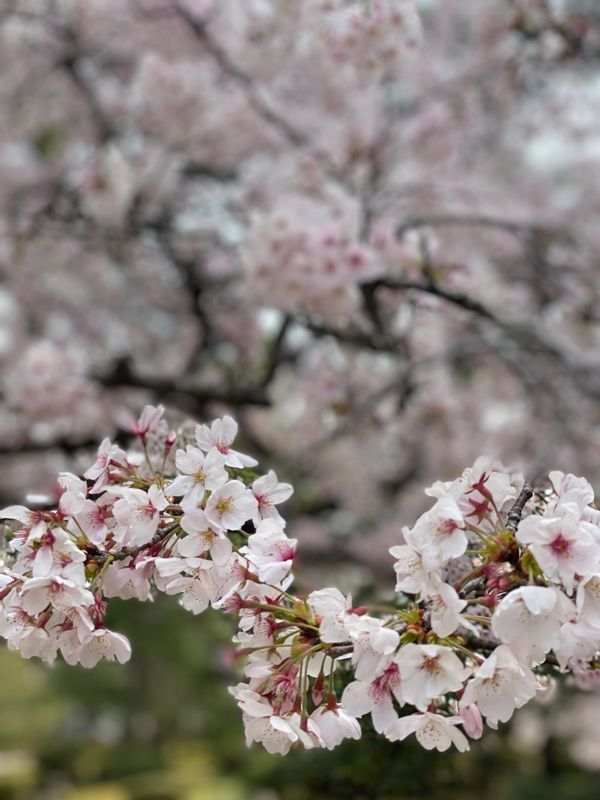 Kanazawa Private Tour - Cherry blossoms in Kanazawa April 2024