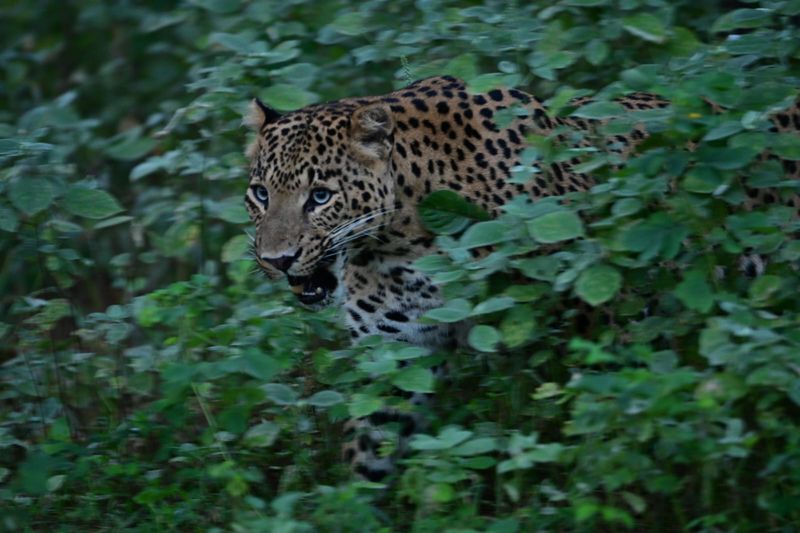 Jaipur Private Tour - Leopard Name is Rana, Spotted in lush greens during monsoon time.
