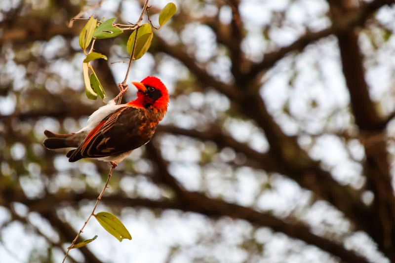 Mbale Private Tour - Birds in Pian Upe Game Reserve 