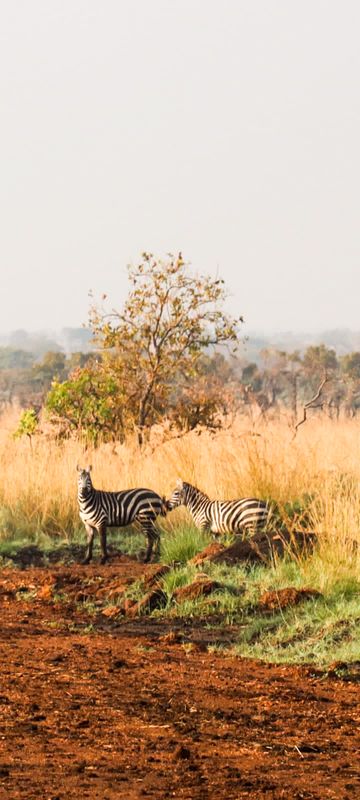 Mbale Private Tour - Zebras in Pian Upe Game Reserve 