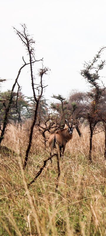 Mbale Private Tour - Wildlife 