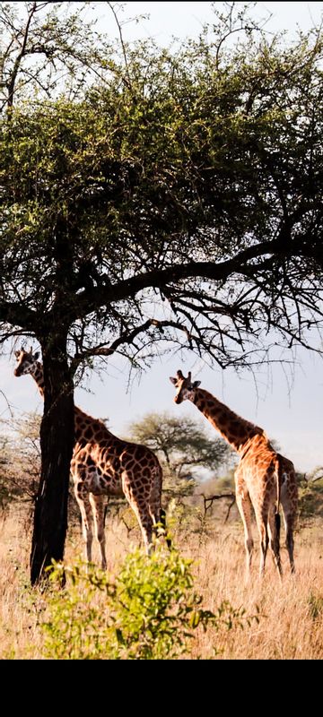 Mbale Private Tour - Giraffes in Pian Upe Game Reserve 