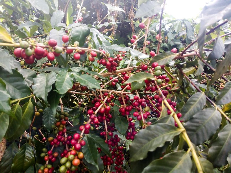 Mbale Private Tour - Coffee plant 