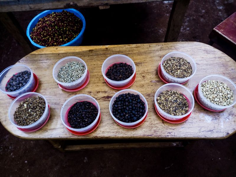 Kampala Private Tour - Coffee experience 