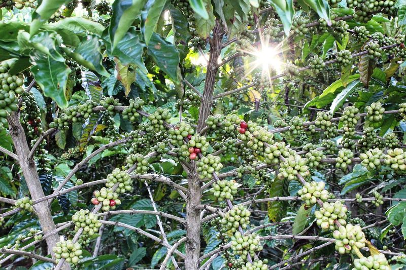 Kampala Private Tour - Coffee plant 