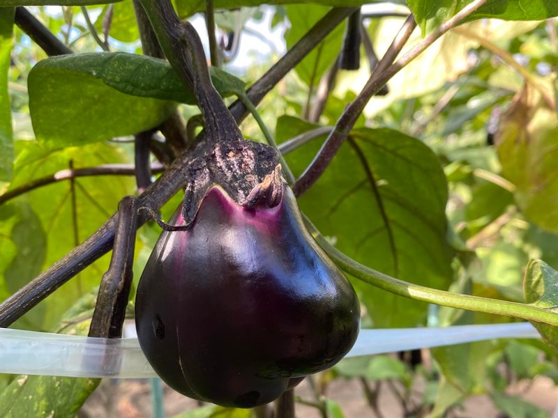 Kanagawa Private Tour - Funny shape eggplant