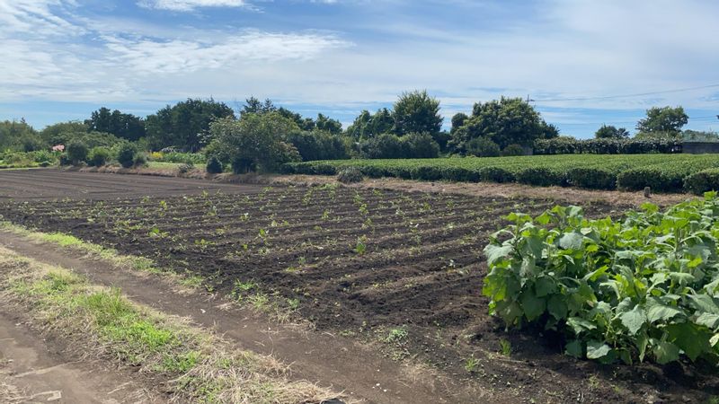 Kanagawa Private Tour - Veggie Field 1