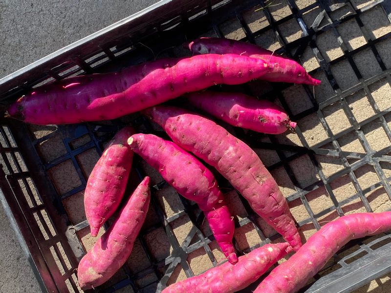 Kanagawa Private Tour - Sweet sweet potatoes (August-November)