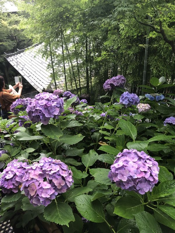 Tokyo Private Tour - Hasedera Temple