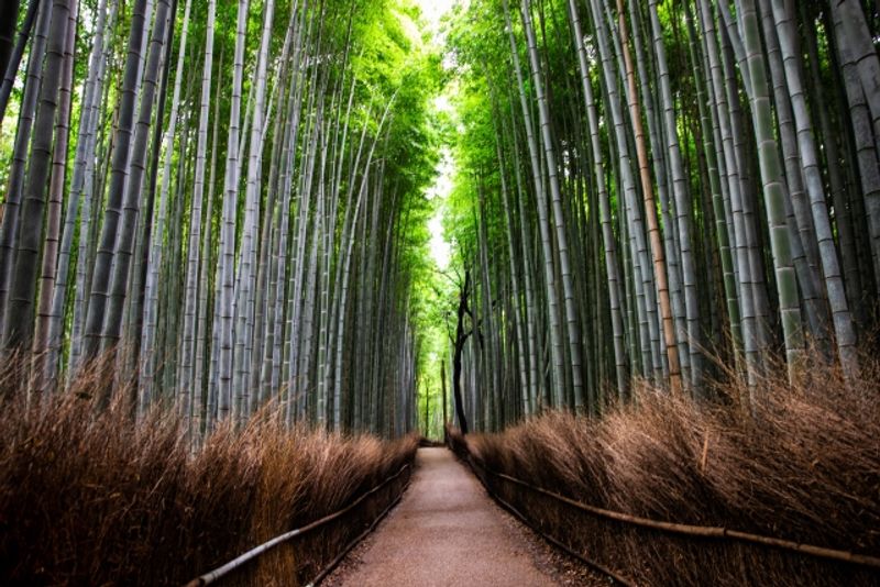 Kyoto Private Tour - The Bamboo Forest