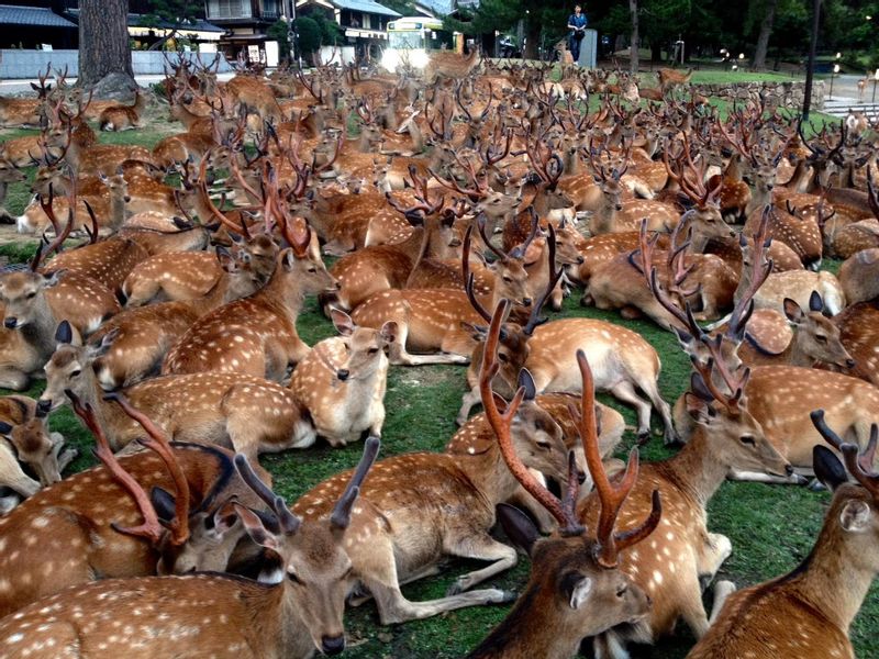 Nara Private Tour - Nara Park (奈良公園, Nara Kōen) is a large park in central Nara. Established in 1880, it is the location of many of Nara's main attractions including Todaiji, Kasuga Taisha, Kofukuji and the Nara National Museum. It is also home to hundreds of freely roaming deer.