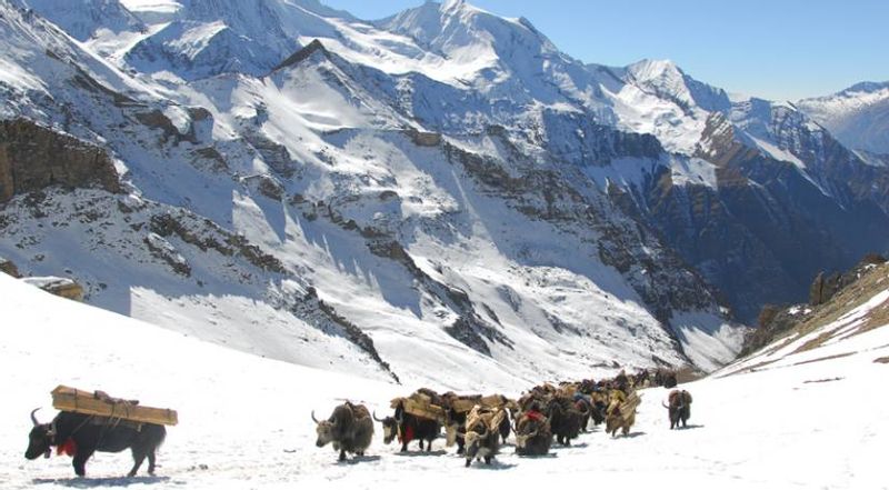 Kathmandu Private Tour - Upper dolpo with yaks