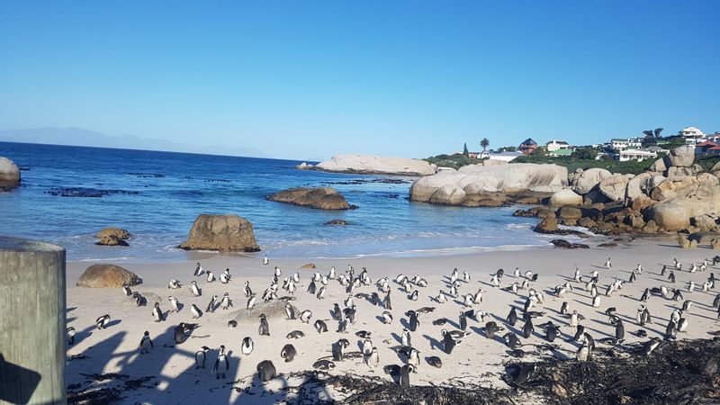 Cape Town Private Tour - Penguins Colony 