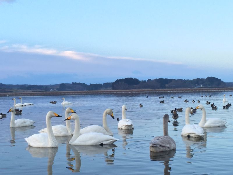 Tokyo Private Tour - Swans in the lake Izunuma