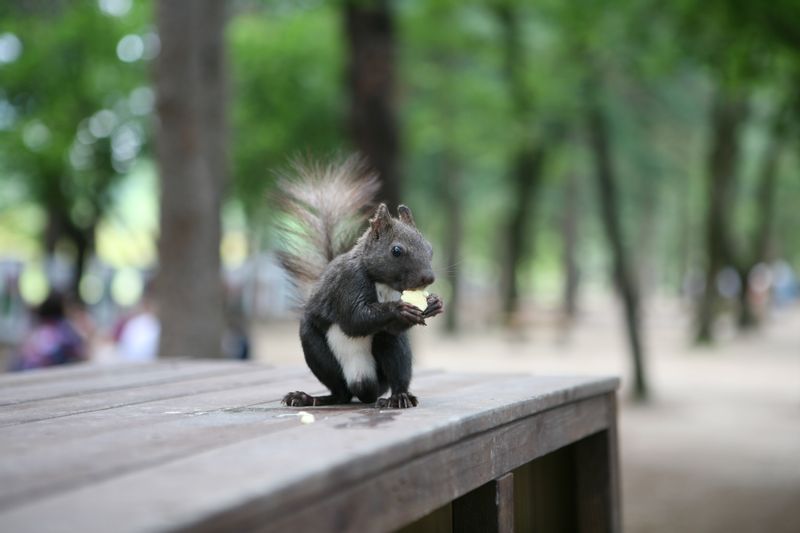 Seoul Private Tour - Nami island