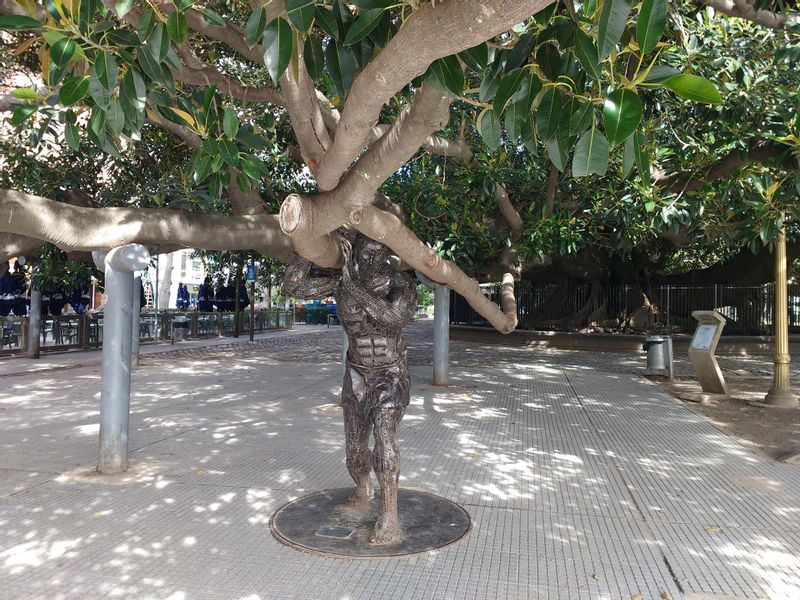 Buenos Aires Private Tour - Famous tree in Recoleta