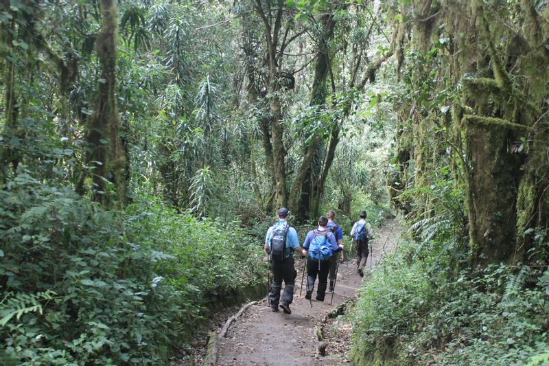 Moshi Private Tour - Rain forest Day 1