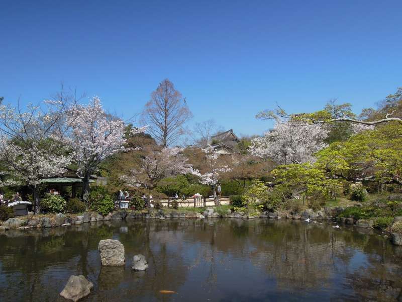 Kyoto Private Tour - At Maruyama Park