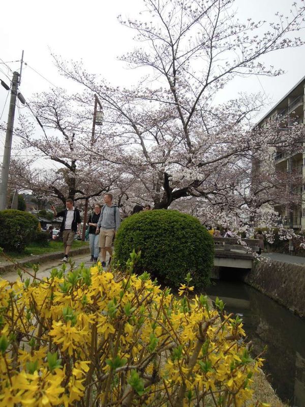 Kyoto Private Tour - Along Philosopher's Path