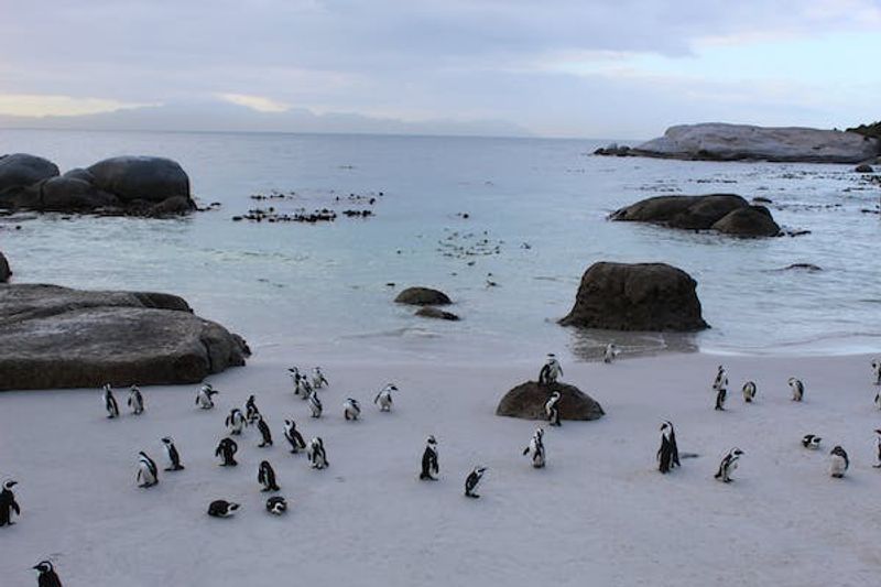 Western Cape Private Tour - Boulders Beach