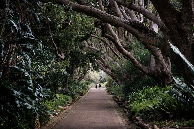 Western Cape Private Tour - Walkway in Kirstenbosch