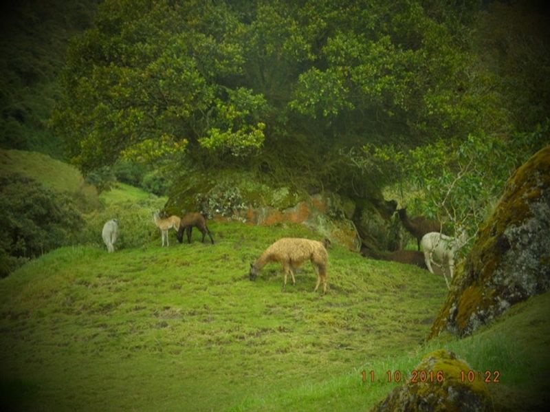 Quito Private Tour - null