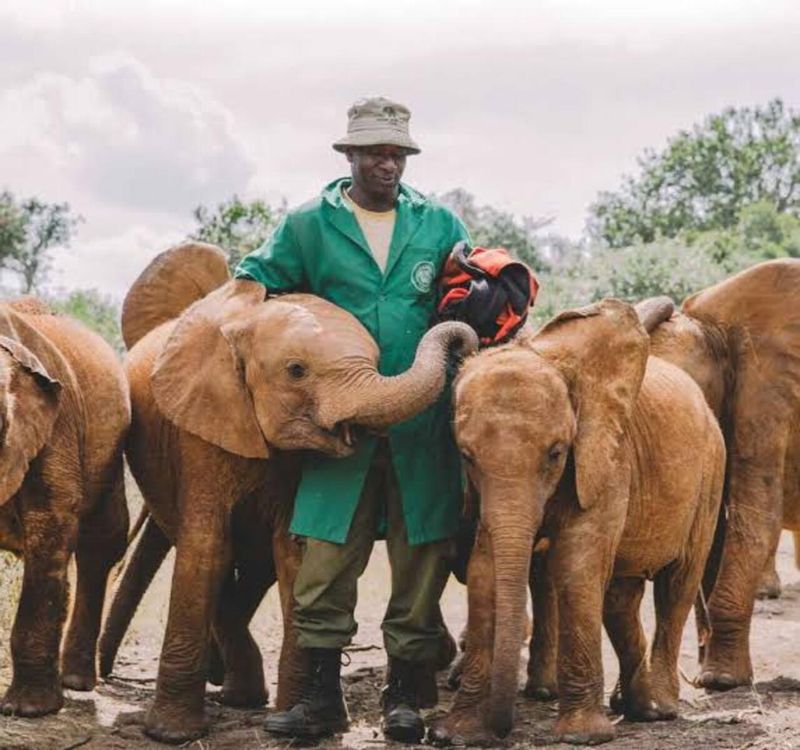 Nairobi Private Tour - ELEPHANT NURSERY