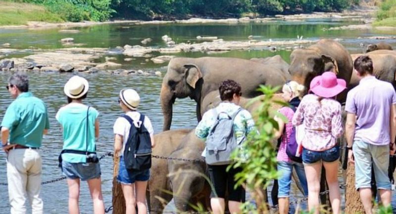 Colombo Private Tour - Picture at Pinnawala.