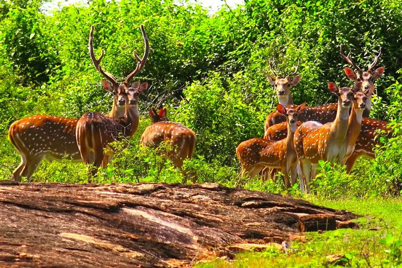 Colombo Private Tour - Picture at Yala National Park