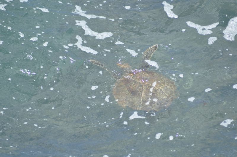 Boa Vista Private Tour - Green Turtle in their natural habitat.