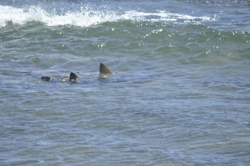 Boa Vista Private Tour - Lemon Shark in shaddow water.