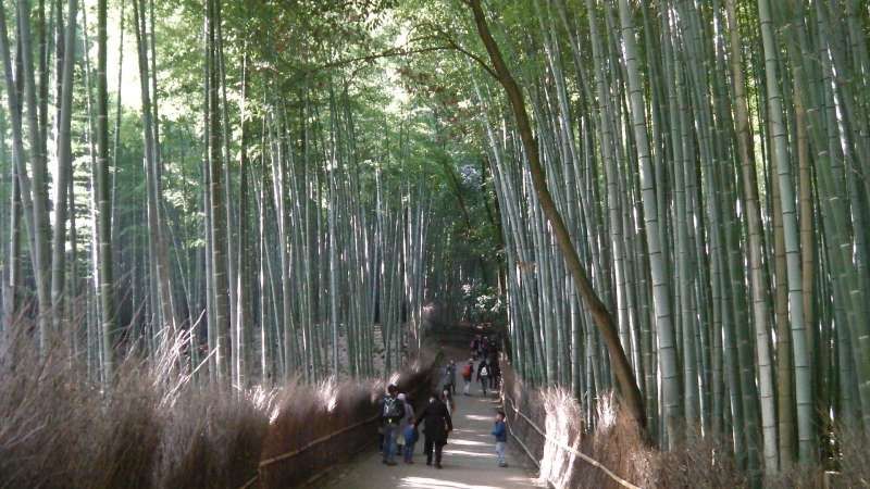 Tokyo Private Tour - 2. Golden: Bamboo forest in Sagano area