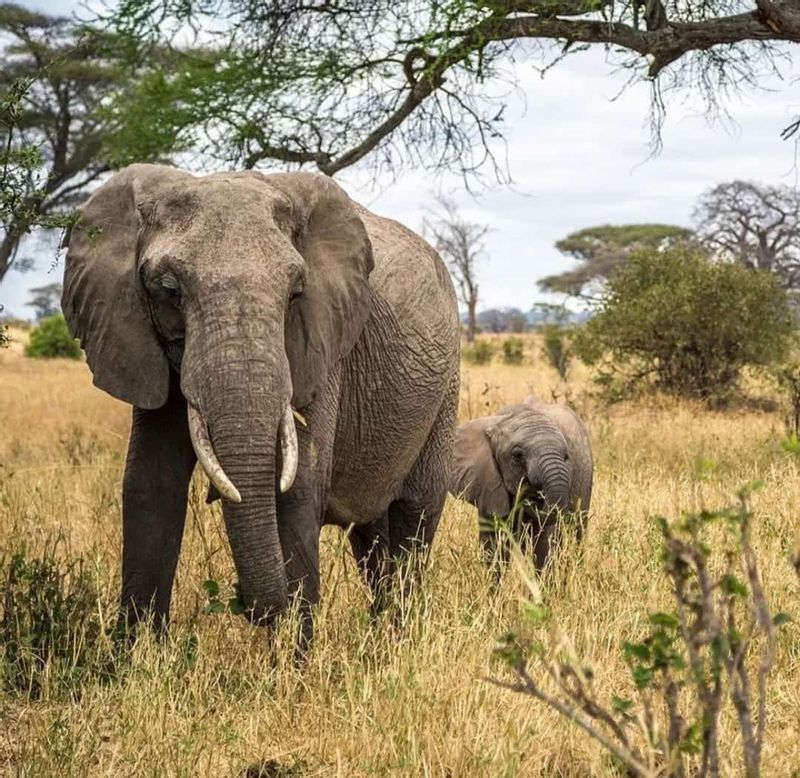 Kilimanjaro Private Tour - Big Elephant at Tarangire National park