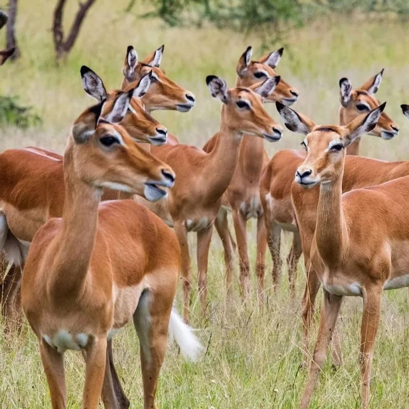 Kilimanjaro Private Tour - null