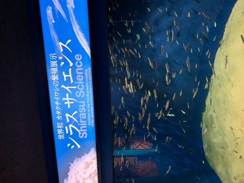 Kamakura Private Tour - New Enoshima Aquarium 