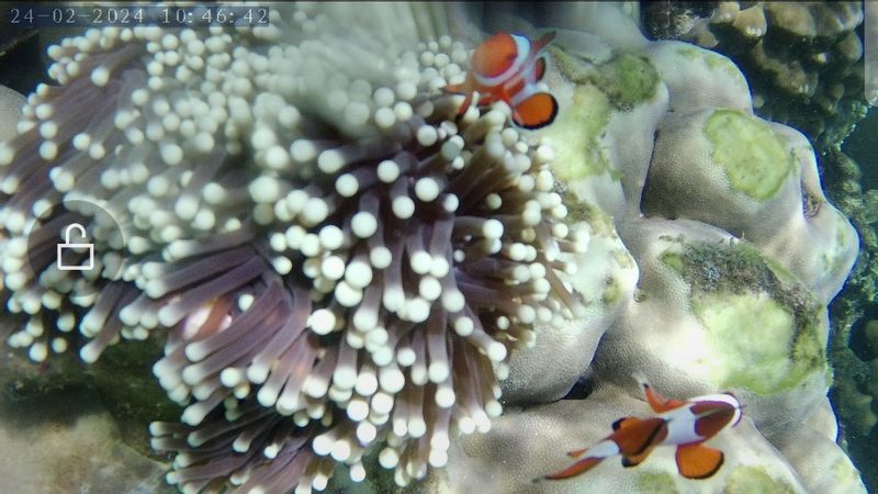 Jakarta Private Tour - Nemo Fish