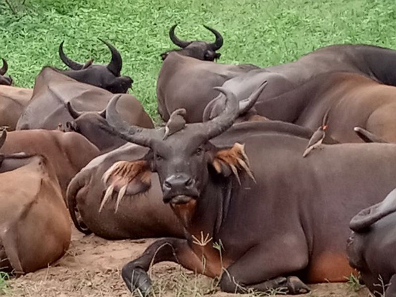 Dakar Private Tour - Buffalo 